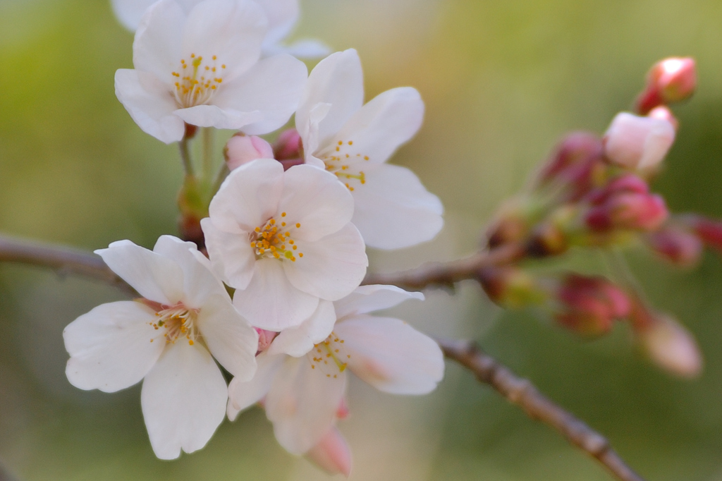 Sakura 2016