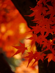 秋を装う 16