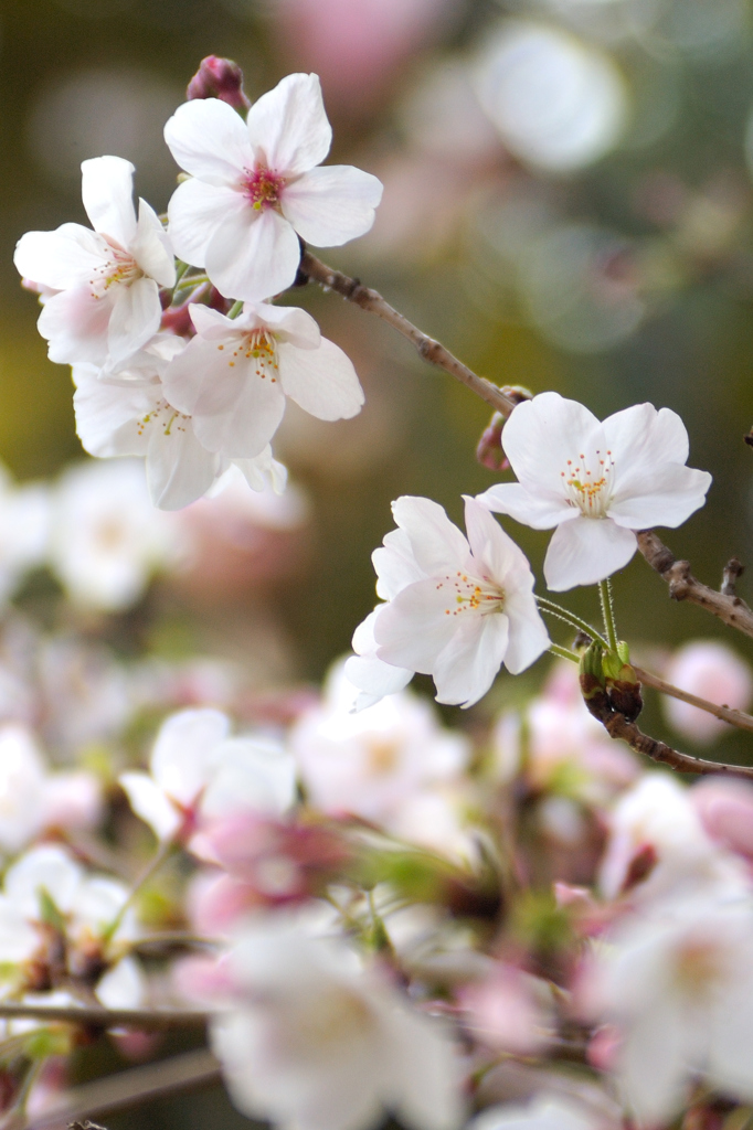 Sakura 2016（7）