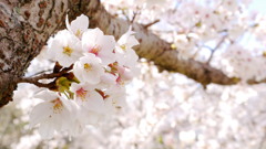 桜、咲く 11