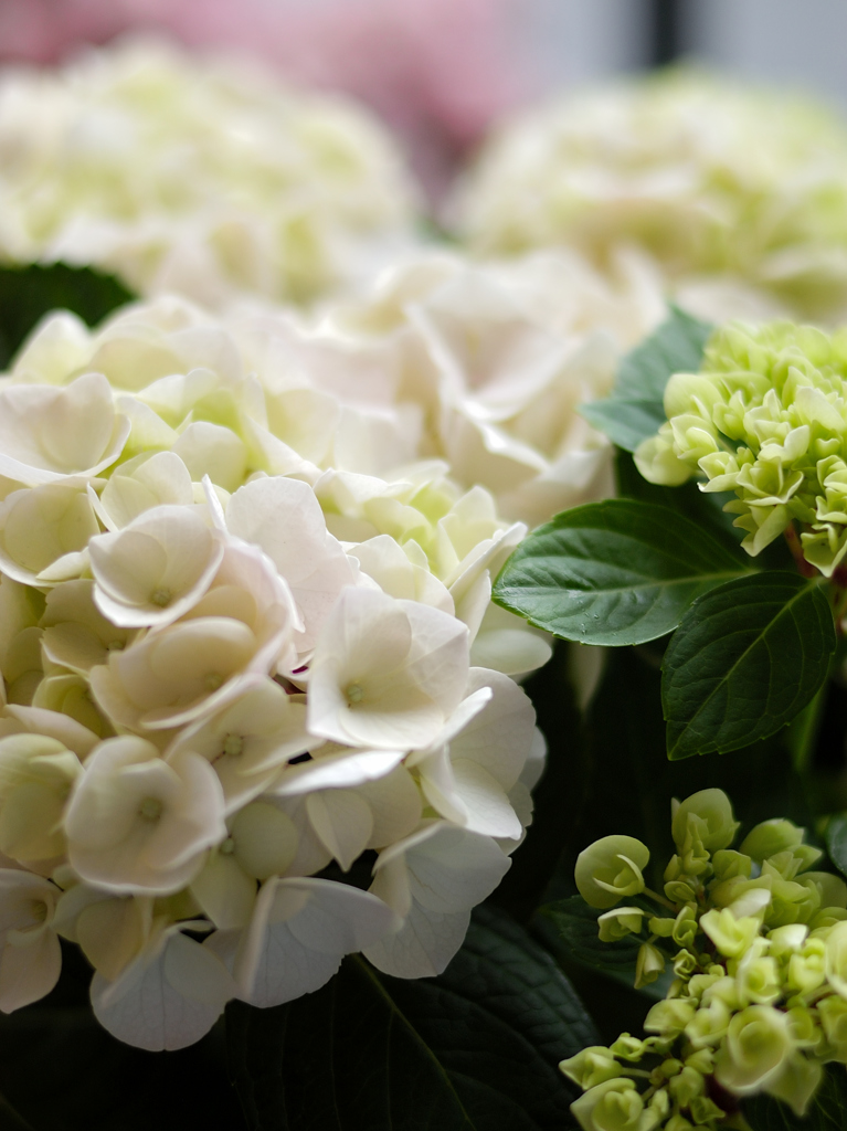 紫陽花