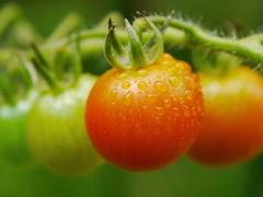 庭のトマト 08