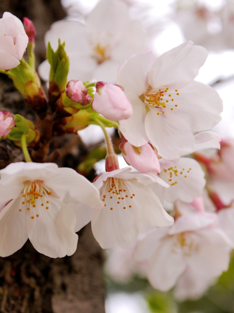 桜、咲く 03