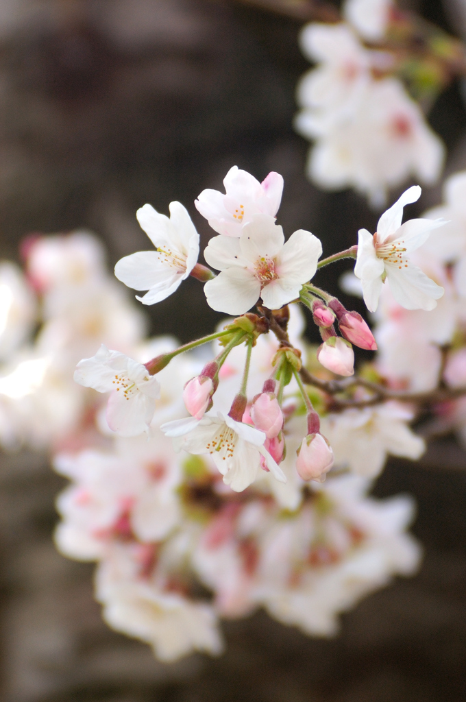 Sakura 2016（5）