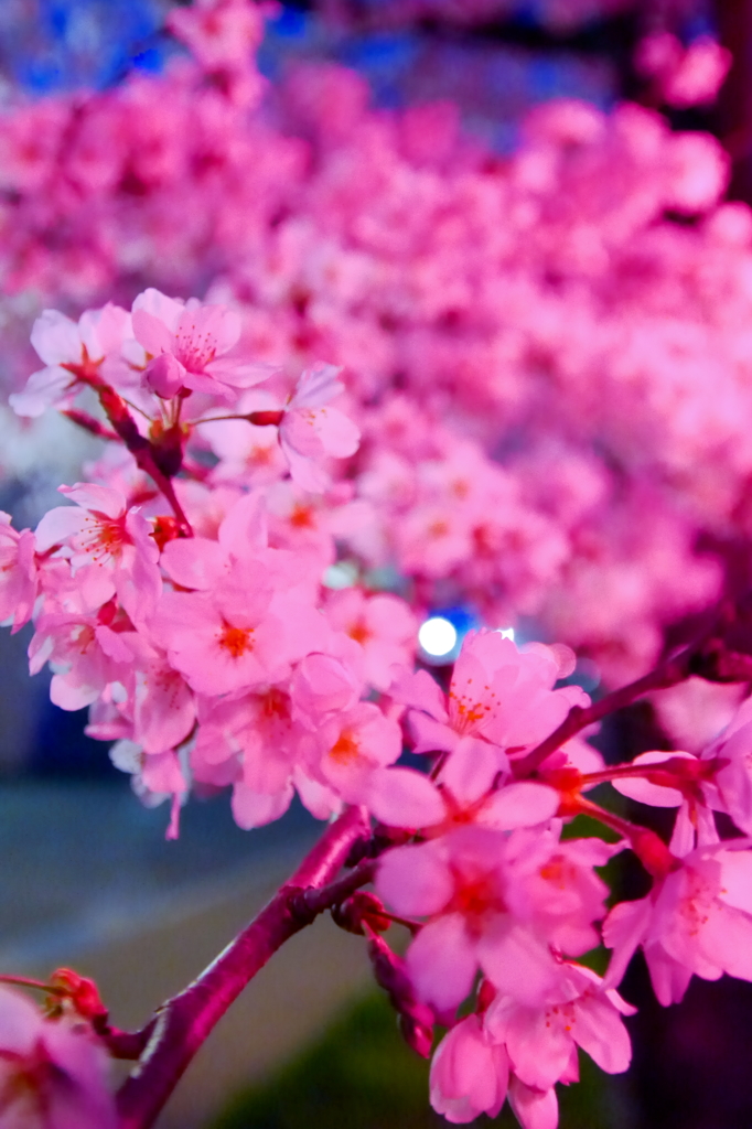 Sakura 2016（33）