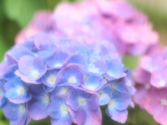 2012紫陽花 2012紫陽花