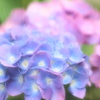 2012紫陽花