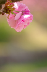 さくら、散策 23