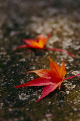 秋の「お写ん歩」 02