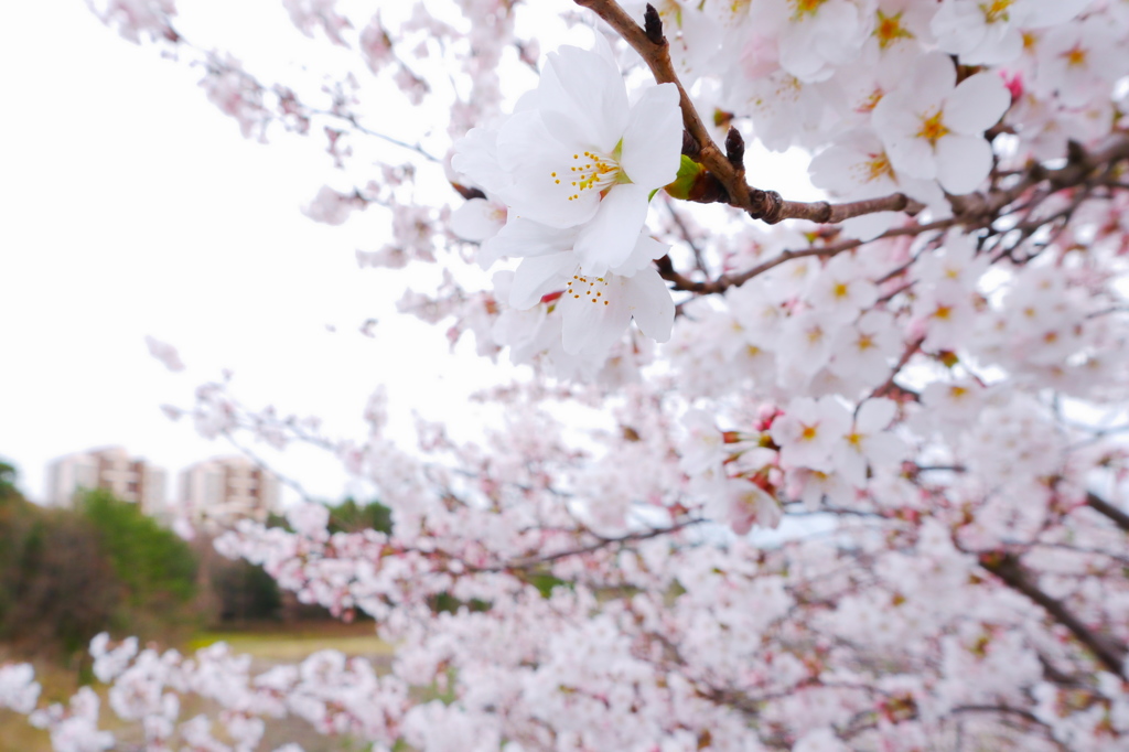 桜・マイタウン