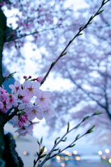 Sakura 2016（31）
