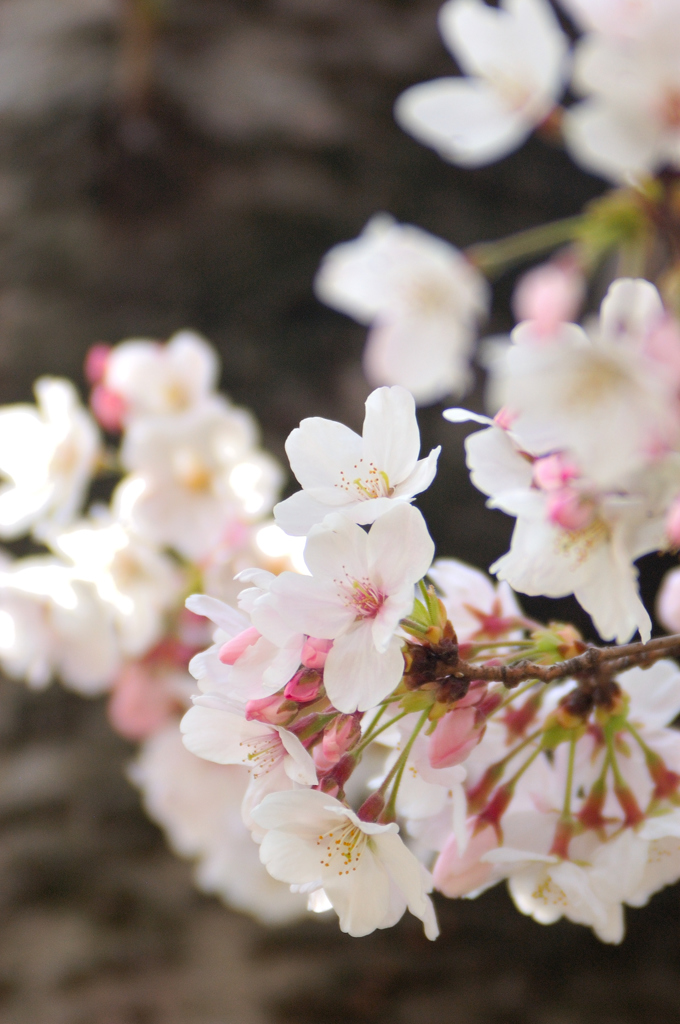 Sakura 2016（6）