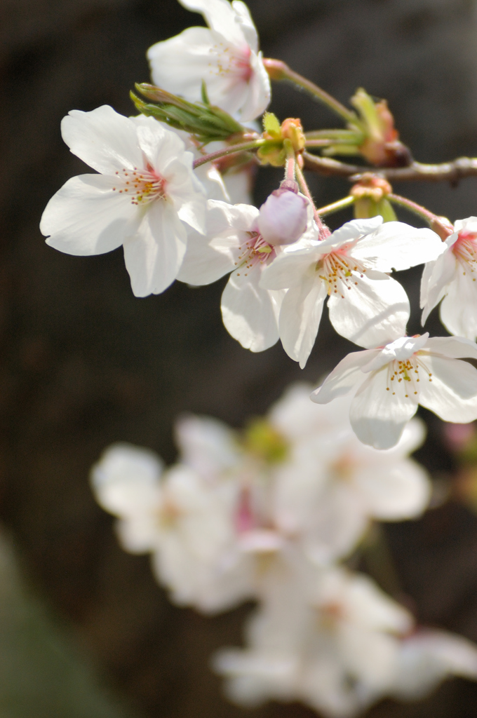 Sakura 2016（8）