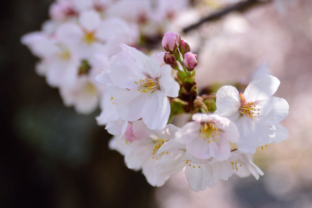 Sakura 2016（12）