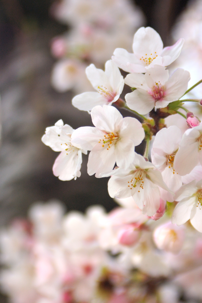 Sakura 2016（11）