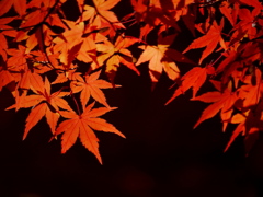 秋を装う 10