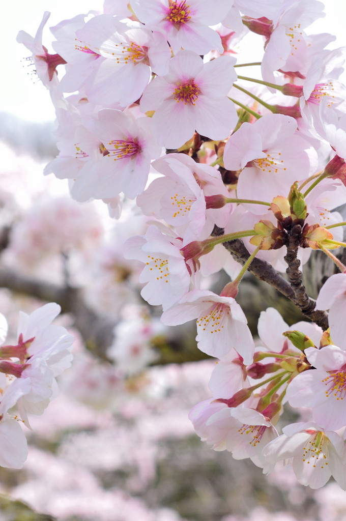 Sakura 2016（21）