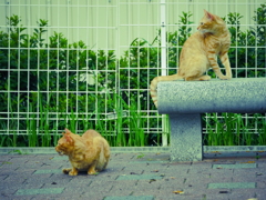 ニャンか、気になる♪