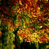 中島公園の秋 09