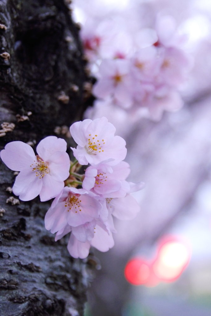 Sakura 2016（25）