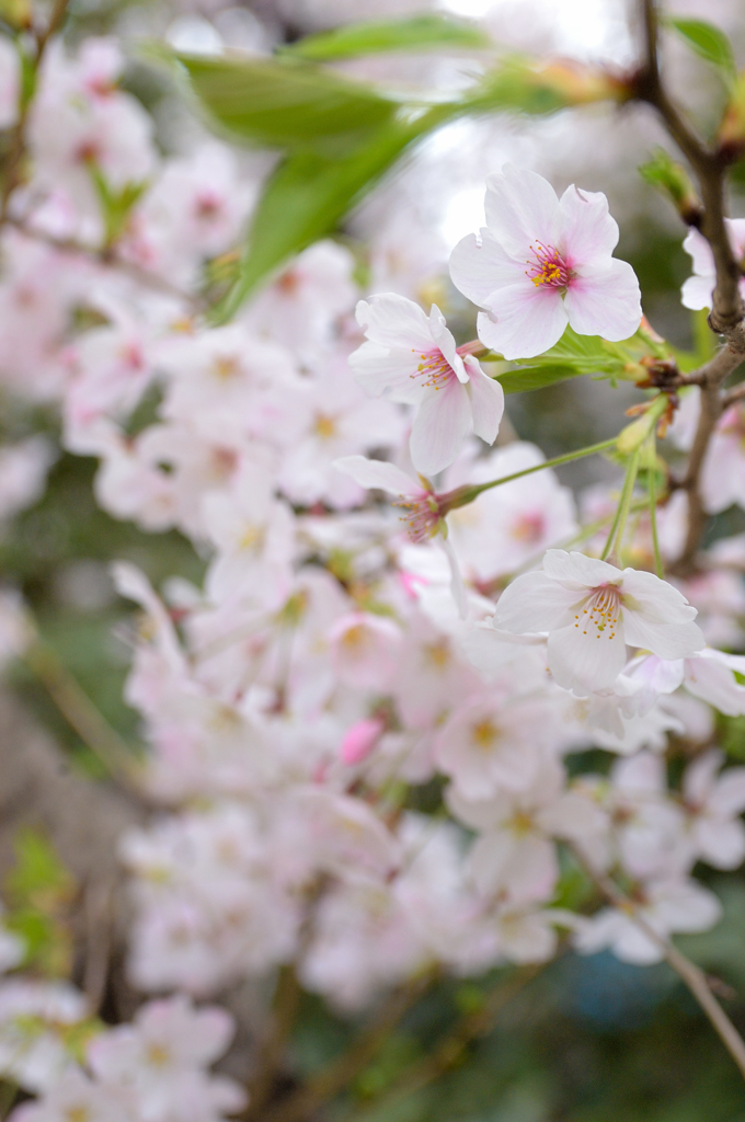 Sakura 2016（17）