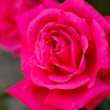 Red Rose