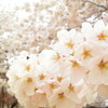 今年も満開
