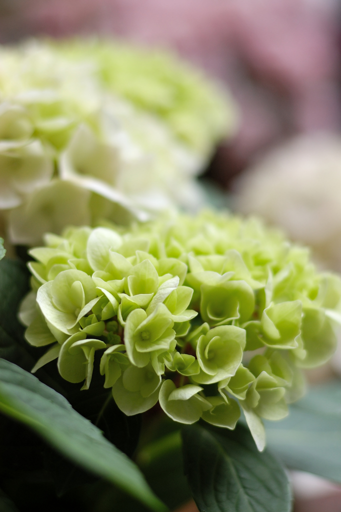 紫陽花 02