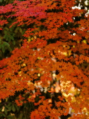 秋を装う 09