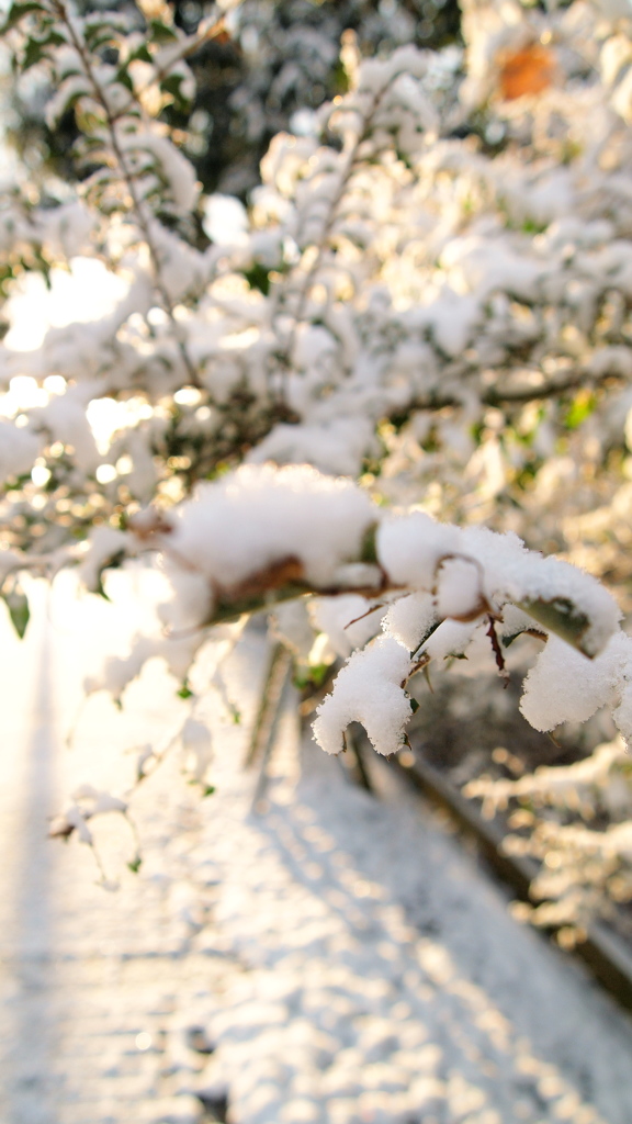 初雪の朝 03