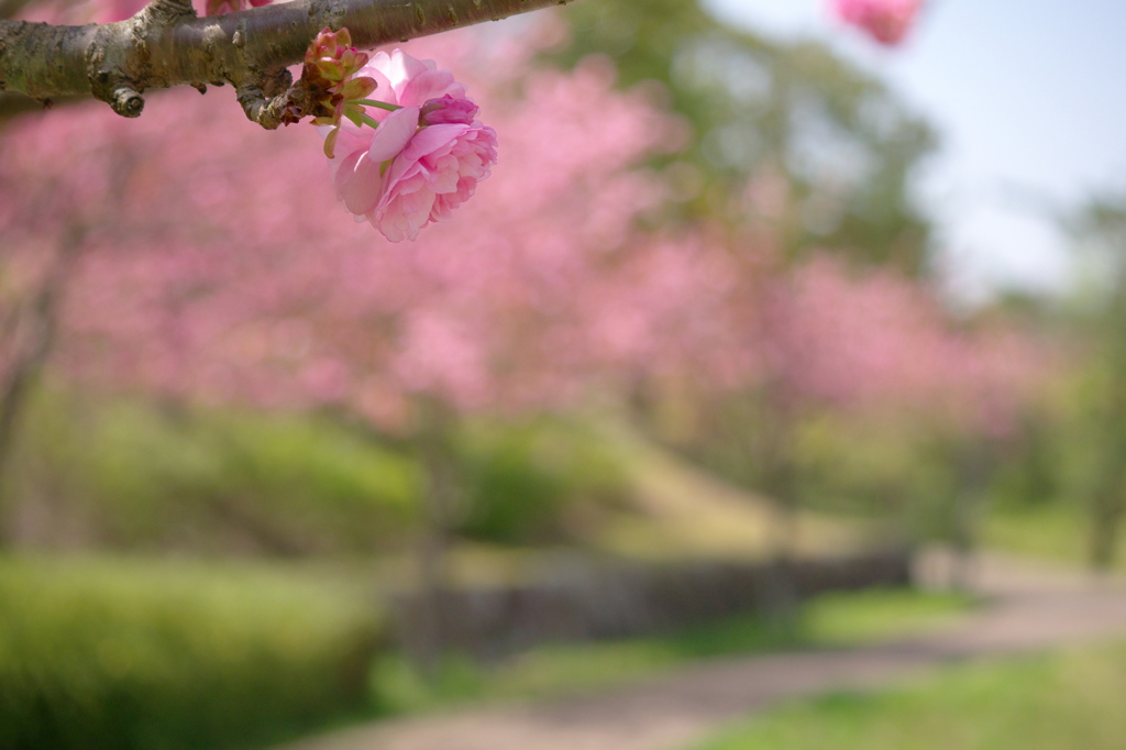 さくら、散策 21