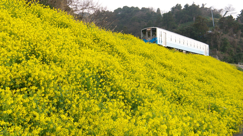 春色列車