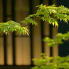 GREEN 04