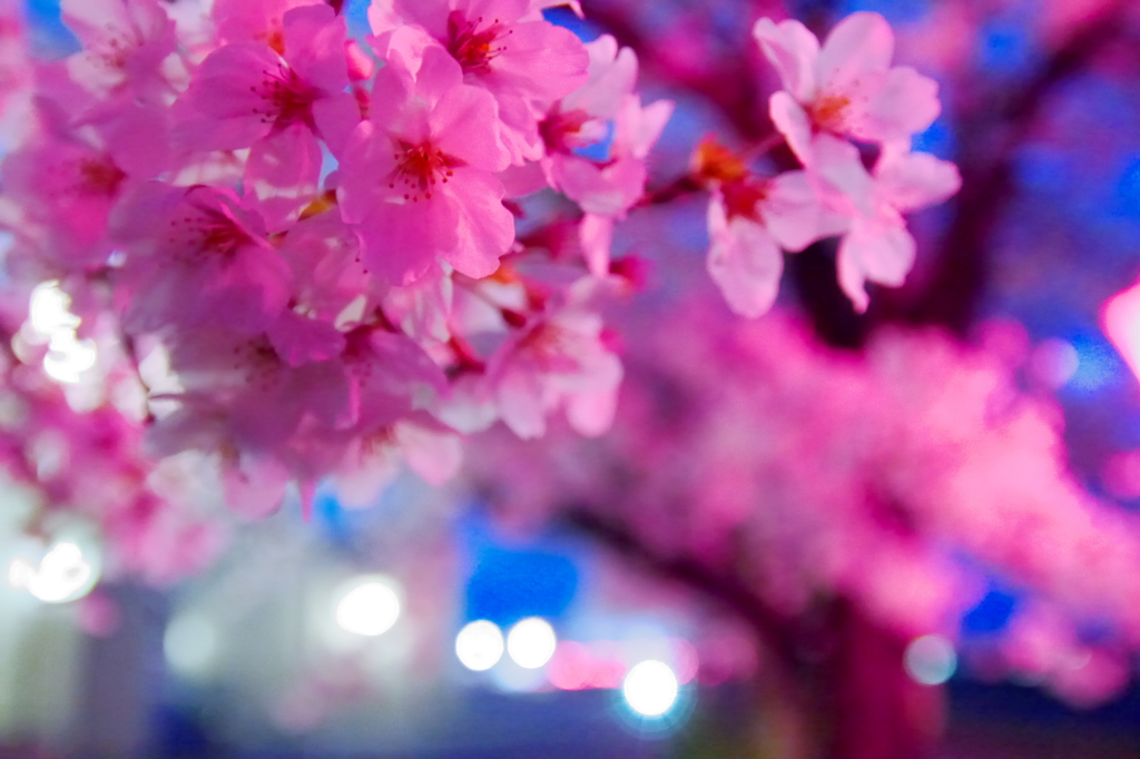 Sakura 2016（32）