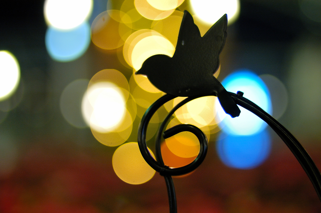 WONDER FLOWER GARDEN 08