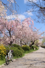 自転車日和