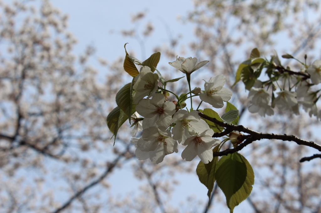 葉と桜