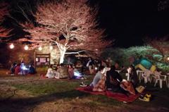 コタツで夜桜