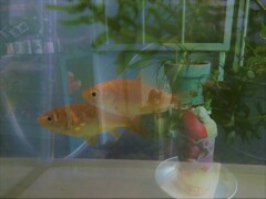 パフェと泳ぐ金魚
