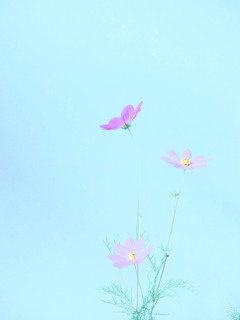 秋桜