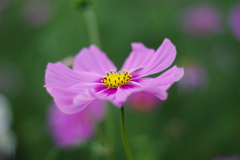 IMGP6974