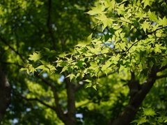P1020932