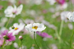 IMGP6719