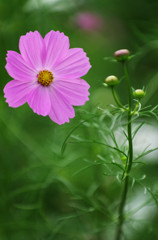 IMGP3814