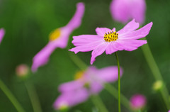 IMGP3844