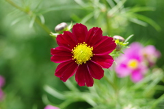 IMGP6725