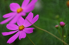 IMGP3849