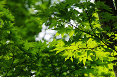 IMGP0317