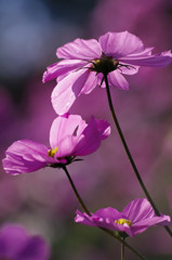 K7S_4445