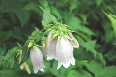 江戸東京たてもの園1